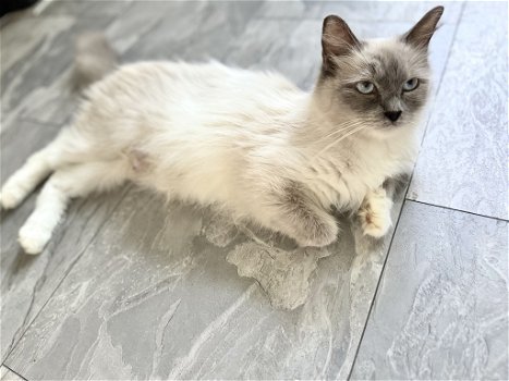 Lieve blue point ragdoll - 2