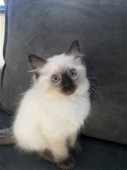 RAGDOLL kitten - 3