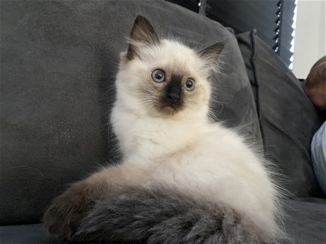 RAGDOLL kitten - 4