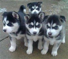 Siberische husky pups / helderblauwe ogen
