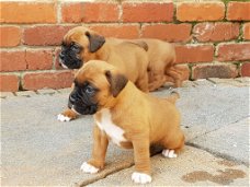 Gezonde Boxer-puppy's