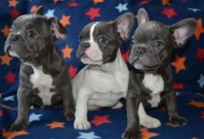 Franse Blaue Bulldog Pups