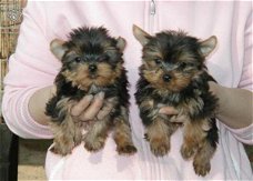 mini yorkshire terrier pups te koop