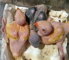 papegaai kuikens en vruchtbare eieren te koop