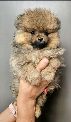 Zeer mooi pomeranian teefje