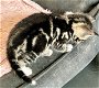 Kitten katertje te koop - 2 - Thumbnail