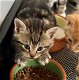 Kitten katertje te koop - 3 - Thumbnail