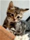 Kitten katertje te koop - 5 - Thumbnail