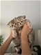 Briste korthaar kittens - 0 - Thumbnail