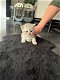 Briste korthaar kittens - 1 - Thumbnail