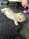 Briste korthaar kittens - 2 - Thumbnail