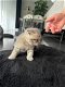 Briste korthaar kittens - 4 - Thumbnail
