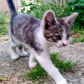 Kitten te koop ! 12weken oud (vrouwtje) - 2