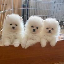 Hallo, ik heb 3 schattige Pommerse puppy's