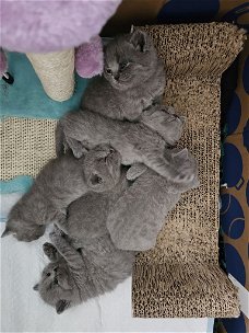 Britse korthaar kittens