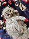 Britse korthaar kittens - 1 - Thumbnail