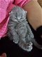 Britse korthaar kittens - 2 - Thumbnail