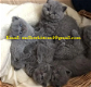 Jolie Mignone Britse Korthaar Blauwe kittens - 0 - Thumbnail