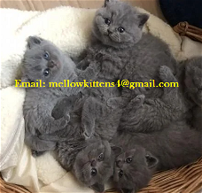 Jolie Mignone Britse Korthaar Blauwe kittens