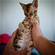 Bengaal kittens met stamboom - 0 - Thumbnail