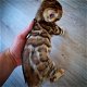 Bengaal kittens met stamboom - 1 - Thumbnail