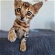 Bengaal kittens met stamboom - 2 - Thumbnail