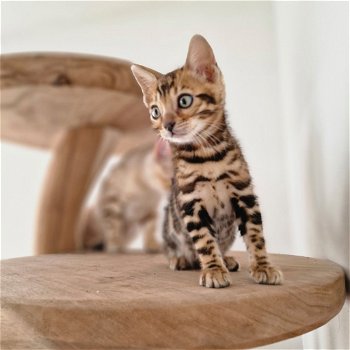Bengaal kittens met stamboom - 3