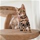 Bengaal kittens met stamboom - 3 - Thumbnail