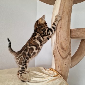 Bengaal kittens met stamboom - 4