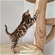 Bengaal kittens met stamboom - 4 - Thumbnail