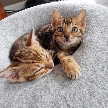 Bengaal kittens met stamboom - 5