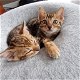 Bengaal kittens met stamboom - 5 - Thumbnail