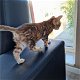 Bengaal kittens met stamboom - 6 - Thumbnail