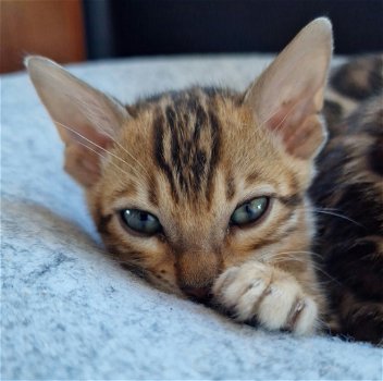 Bengaal kittens met stamboom - 7