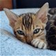 Bengaal kittens met stamboom - 7 - Thumbnail
