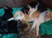 Mooie kittens te koop - 0 - Thumbnail