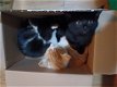 Mooie kittens te koop - 1 - Thumbnail