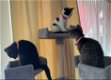 Schattige kittens - 0 - Thumbnail