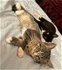 Schattige kittens - 2 - Thumbnail