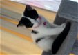 Schattige kittens - 4 - Thumbnail