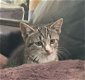 Schattige kittens - 5 - Thumbnail