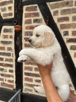 golden retriever-puppy's - 1