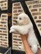 golden retriever-puppy's - 1 - Thumbnail