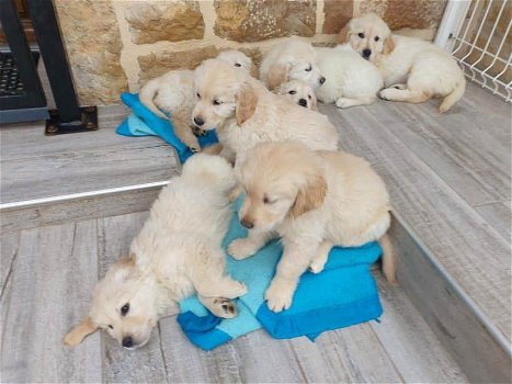 golden retriever-puppy's - 2