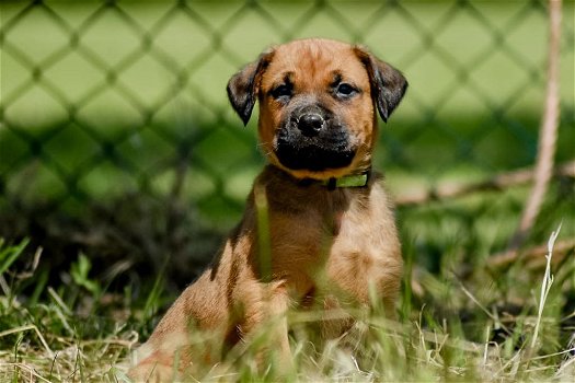 Kruising rottweiler x boerboel pups - 0