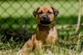 Kruising rottweiler x boerboel pups - 0 - Thumbnail