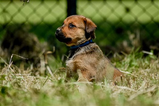 Kruising rottweiler x boerboel pups - 1