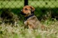 Kruising rottweiler x boerboel pups - 1 - Thumbnail