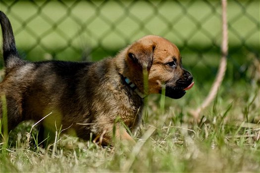 Kruising rottweiler x boerboel pups - 2