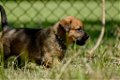 Kruising rottweiler x boerboel pups - 2 - Thumbnail